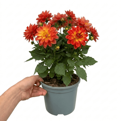 1 Large Plant - Dahlia Maggiore Fun Fire, Ready to Plant in Your Garden, 3L Pot - Frankton's