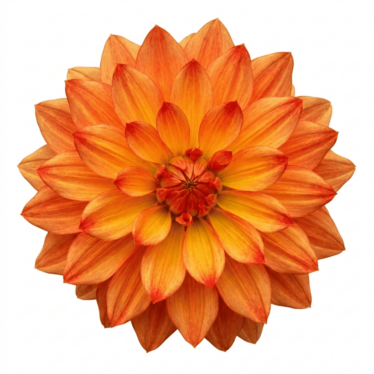 1 Large Plant - Dahlia Maggiore Fun Fire, Ready to Plant in Your Garden, 3L Pot - Frankton's