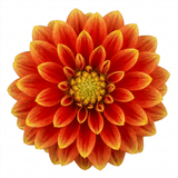 1 Large Plant - Dahlia Maggiore Fun Flame, Ready to Plant in Your Garden, 3L Pot - Frankton's