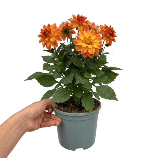1 Large Plant - Dahlia Maggiore Fun Flame, Ready to Plant in Your Garden, 3L Pot - Frankton's