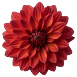 1 Large Plant - Dahlia Maggiore Fun Pomegranate, Ready to Plant in Your Garden - Frankton's