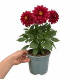 1 Large Plant - Dahlia Maggiore Fun Pomegranate, Ready to Plant in Your Garden - Frankton's