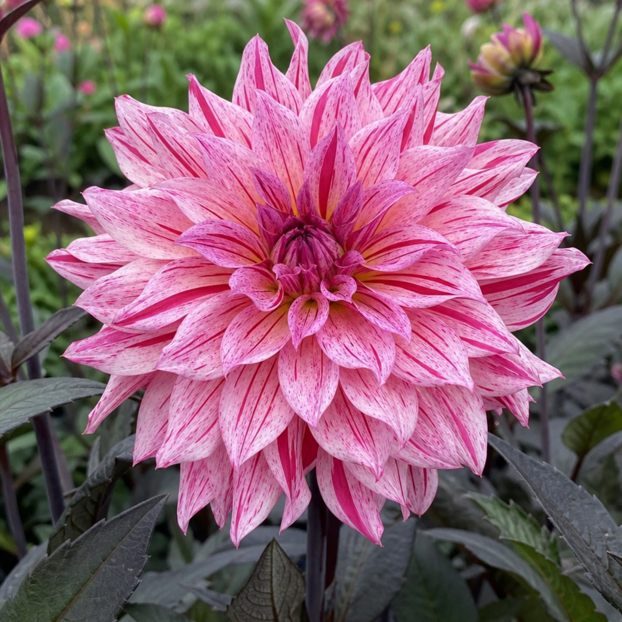 1 Large Plant - Dahlia Maggiore Fun Rose Bicolour, Ready to Plant in Your Garden - Frankton's