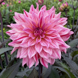 1 Large Plant - Dahlia Maggiore Fun Rose Bicolour, Ready to Plant in Your Garden - Frankton's