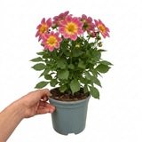 1 Large Plant - Dahlia Maggiore Fun Rose Bicolour, Ready to Plant in Your Garden - Frankton's