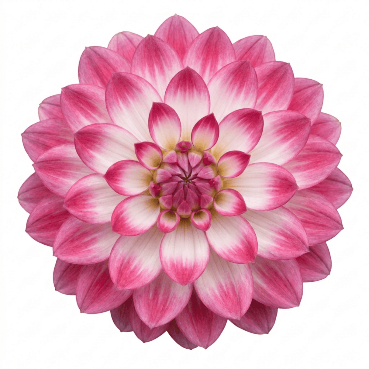 1 Large Plant - Dahlia Maggiore Fun Rose Bicolour, Ready to Plant in Your Garden - Frankton's