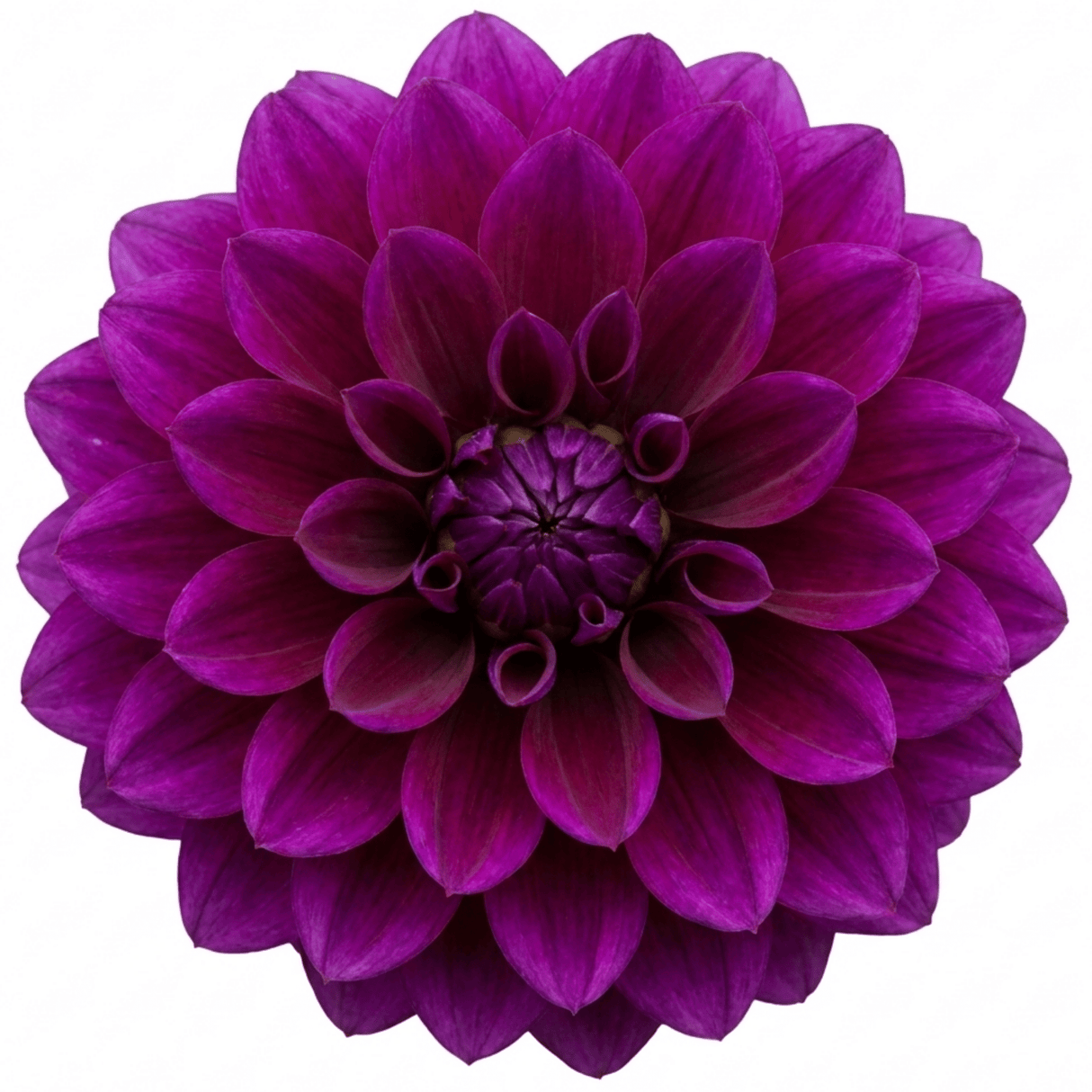 1 Large Plant - Dahlia Maggiore Purple, Ready to Plant in Your Garden, 3L Pot - Frankton's