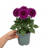 1 Large Plant - Dahlia Maggiore Purple, Ready to Plant in Your Garden, 3L Pot - Frankton's