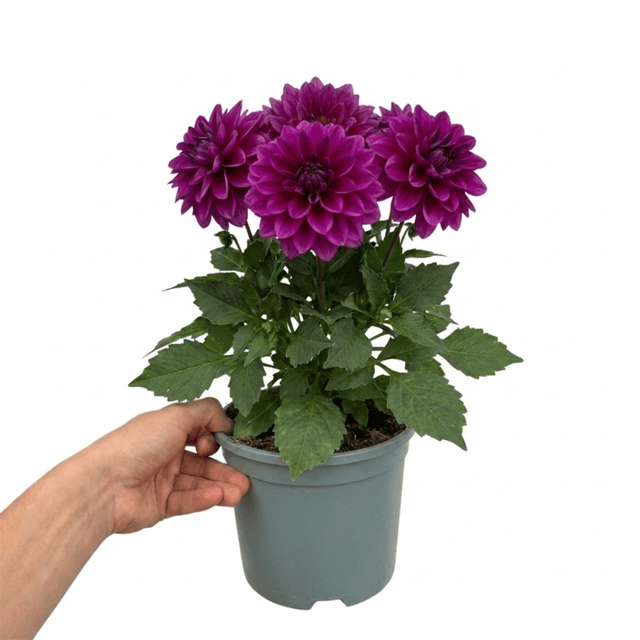 1 Large Plant - Dahlia Maggiore Purple, Ready to Plant in Your Garden, 3L Pot - Frankton's