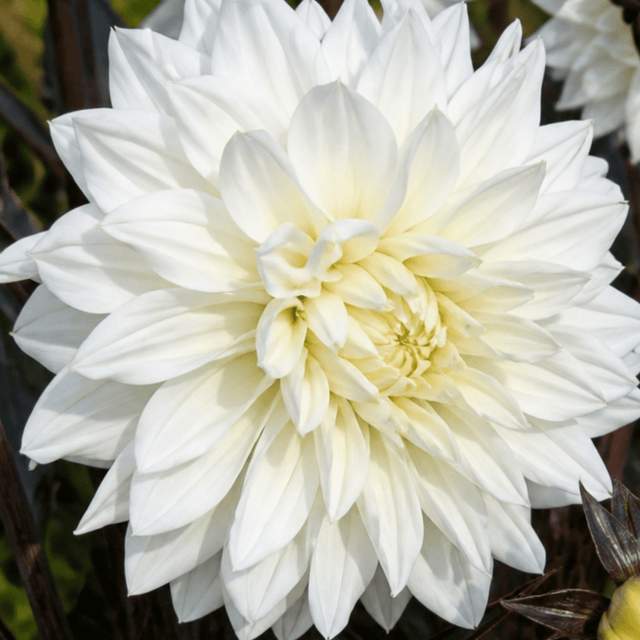 1 Large Plant - Dahlia Maggiore White, Ready to Plant in Your Garden, 3L Pot - Frankton's