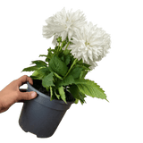 1 Large Plant - Dahlia Maggiore White, Ready to Plant in Your Garden, 3L Pot - Frankton's