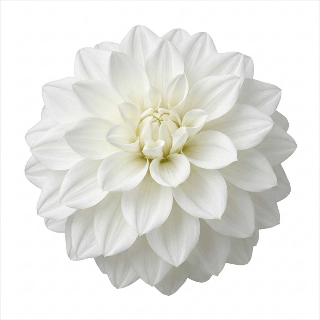 1 Large Plant - Dahlia Maggiore White, Ready to Plant in Your Garden, 3L Pot - Frankton's