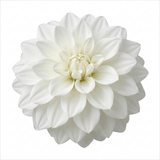 1 Large Plant - Dahlia Maggiore White, Ready to Plant in Your Garden, 3L Pot - Frankton's
