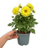 1 Large Plant - Dahlia Maggiore Yellow, Ready to Plant in Your Garden, 3L Pot - Frankton's