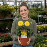 1 Large Plant - Dahlia Maggiore Yellow, Ready to Plant in Your Garden, 3L Pot - Frankton's