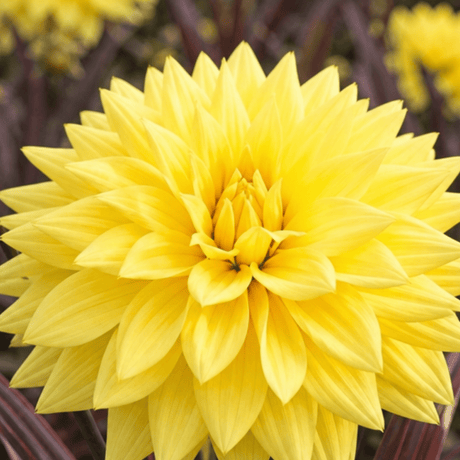 1 Large Plant - Dahlia Maggiore Yellow, Ready to Plant in Your Garden, 3L Pot - Frankton's