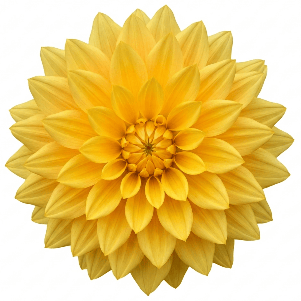 1 Large Plant - Dahlia Maggiore Yellow, Ready to Plant in Your Garden, 3L Pot - Frankton's