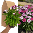 1 Large Plant - Dianthus Dart Pink Magician, Ready to Plant in Your Garden, 2L - Frankton's