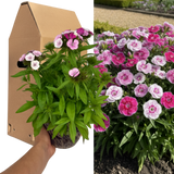 1 Large Plant - Dianthus Dart Pink Magician, Ready to Plant in Your Garden, 2L - Frankton's