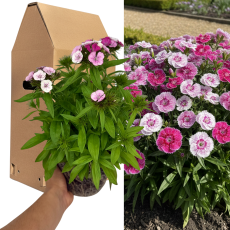1 Large Plant - Dianthus Dart Pink Magician, Ready to Plant in Your Garden, 2L - Frankton's