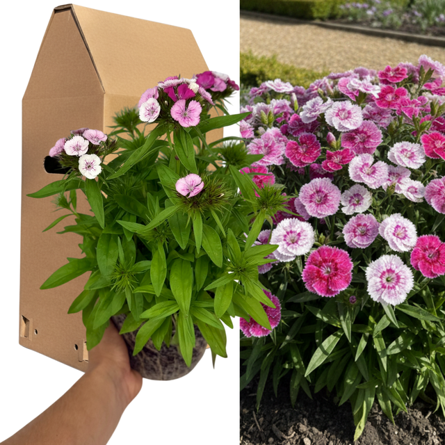 1 Large Plant - Dianthus Dart Pink Magician, Ready to Plant in Your Garden, 2L - Frankton's