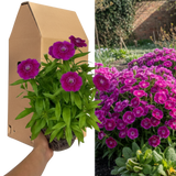 1 Large Plant - Dianthus Dart Purple, Ready to Plant in Your Garden, 2L Pot - Frankton's