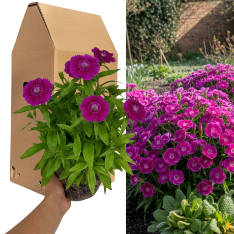 1 Large Plant - Dianthus Dart Purple, Ready to Plant in Your Garden, 2L Pot - Frankton's