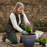 1 Large Plant - Dianthus Dart Purple, Ready to Plant in Your Garden, 2L Pot - Frankton's