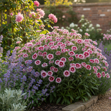 1 Large Plant - Dianthus Dart Red White Picotee, Ready to Plant in Your Garden - Frankton's