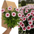 1 Large Plant - Dianthus Dart Red White Picotee, Ready to Plant in Your Garden - Frankton's
