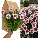 1 Large Plant - Dianthus Dart Red White Picotee, Ready to Plant in Your Garden - Frankton's
