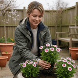 1 Large Plant - Dianthus Dart Red White Picotee, Ready to Plant in Your Garden - Frankton's