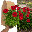 1 Large Plant - Dianthus Dart Scarlet, Ready to Plant in Your Garden, 2L Pot - Frankton's