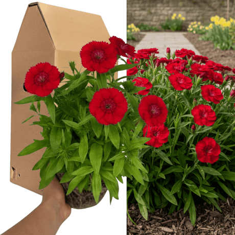 1 Large Plant - Dianthus Dart Scarlet, Ready to Plant in Your Garden, 2L Pot - Frankton's