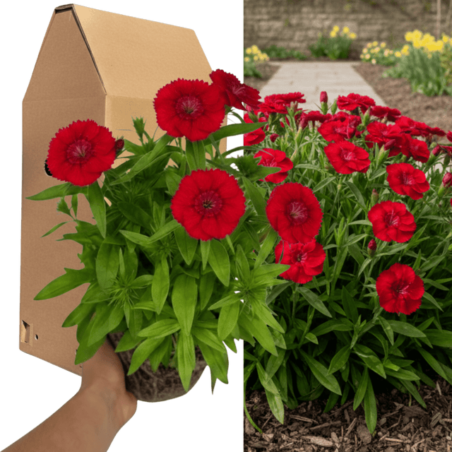 1 Large Plant - Dianthus Dart Scarlet, Ready to Plant in Your Garden, 2L Pot - Frankton's