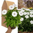 1 Large Plant - Dianthus Dart White, Ready to Plant in Your Garden, 2L Pot - Frankton's