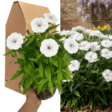 1 Large Plant - Dianthus Dart White, Ready to Plant in Your Garden, 2L Pot - Frankton's
