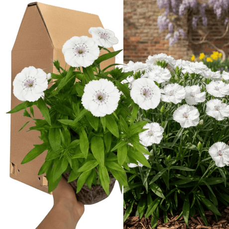 1 Large Plant - Dianthus Dart White, Ready to Plant in Your Garden, 2L Pot - Frankton's