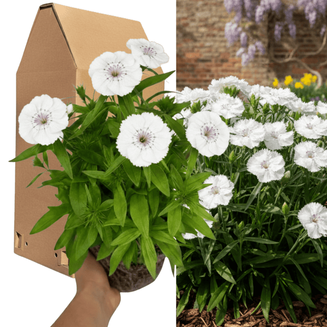 1 Large Plant - Dianthus Dart White, Ready to Plant in Your Garden, 2L Pot - Frankton's