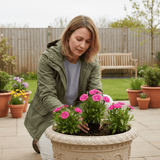 1 Large Plant - Dianthus Pink Celebration, Ready to Plant in Your Garden, 2L Pot - Frankton's