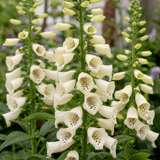 1 Large Plant - Digitalis Dalmatian Cream, Ready to Plant in Your Garden, 2L Pot - Frankton's