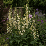 1 Large Plant - Digitalis Dalmatian Cream, Ready to Plant in Your Garden, 2L Pot - Frankton's