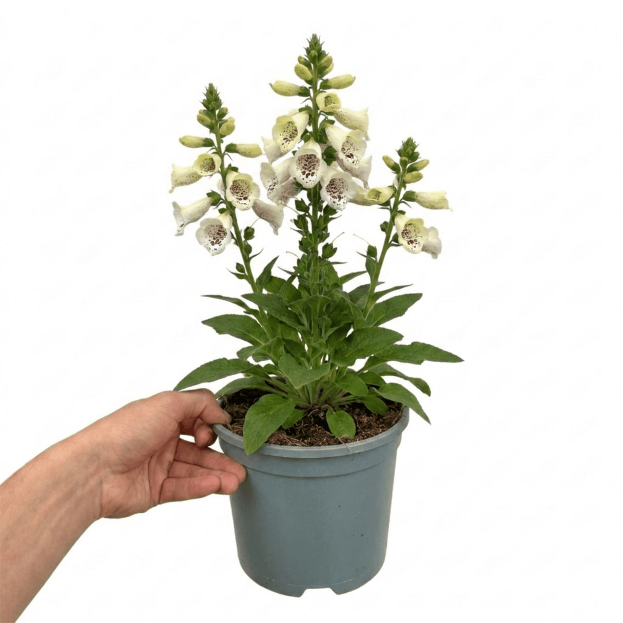 1 Large Plant - Digitalis Dalmatian Cream, Ready to Plant in Your Garden, 2L Pot - Frankton's