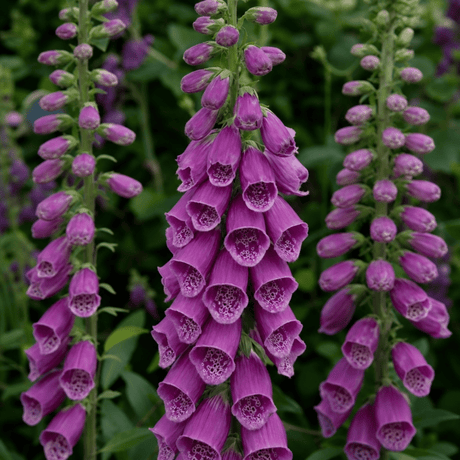 1 Large Plant - Digitalis Dalmatian Purple, Outdoor Garden Ready, 2L Pot - Frankton's