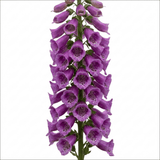 1 Large Plant - Digitalis Dalmatian Purple, Outdoor Garden Ready, 2L Pot - Frankton's