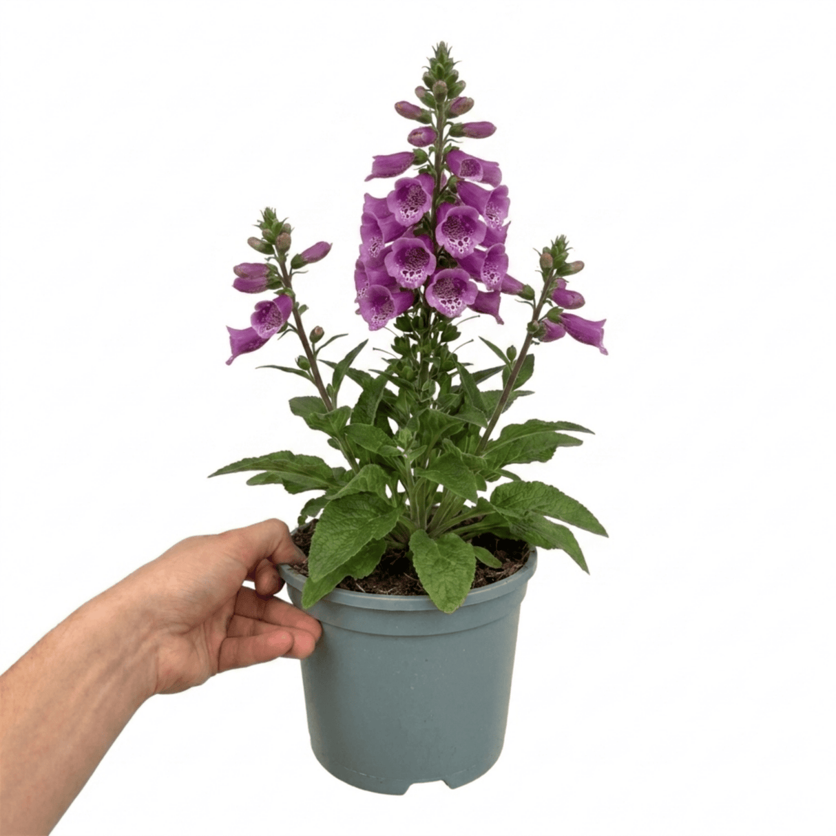 1 Large Plant - Digitalis Dalmatian Purple, Outdoor Garden Ready, 2L Pot - Frankton's