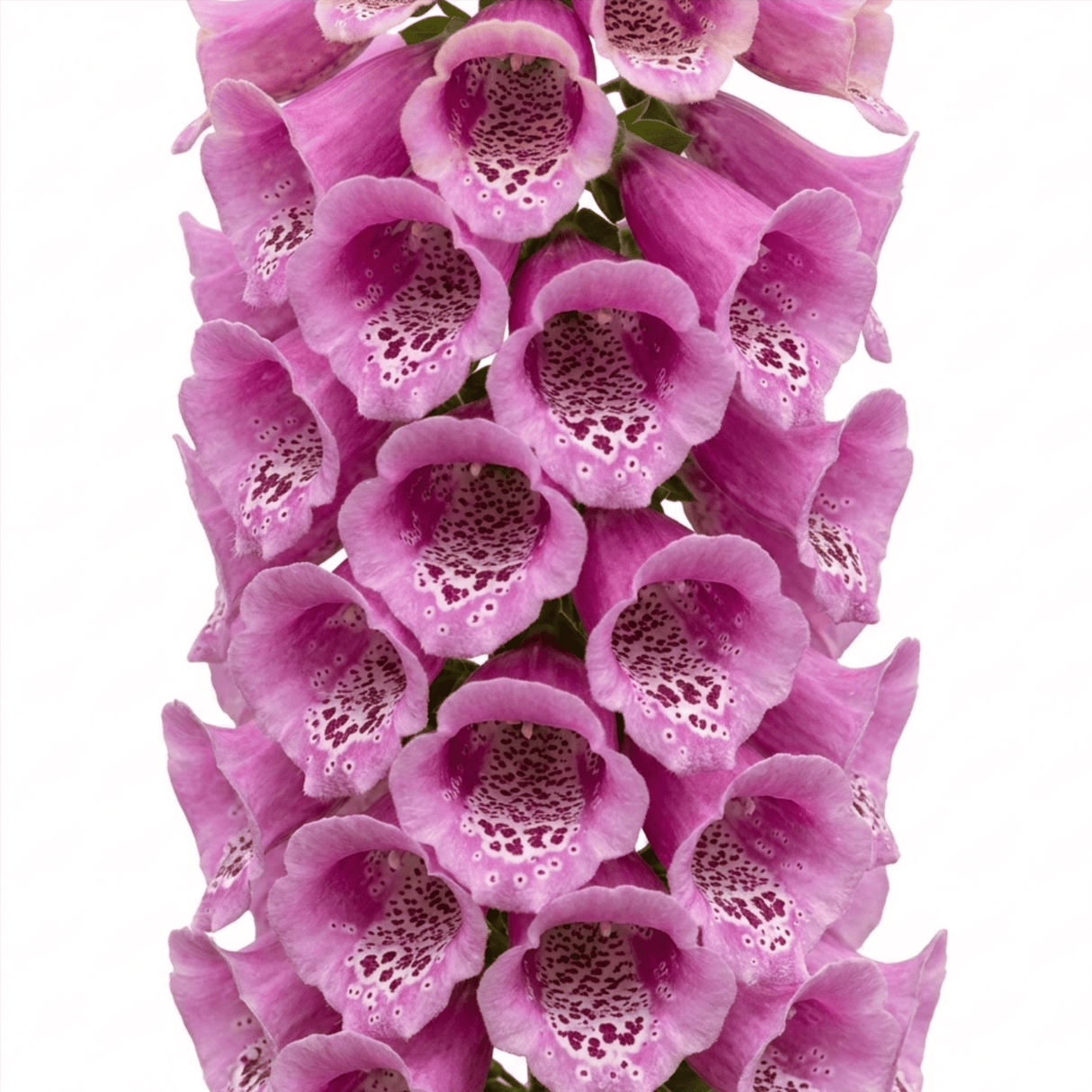 1 Large Plant - Digitalis Dalmatian Rose, Ready to Plant in Your Garden, 2L Pot - Frankton's