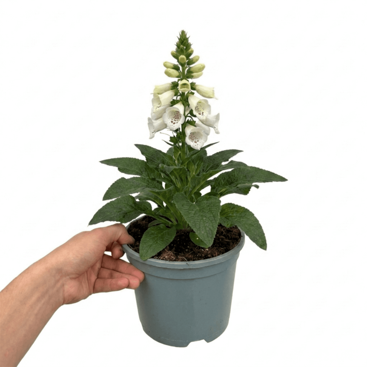 1 Large Plant - Digitalis Dalmatian White, Ready to Plant in Your Garden, 2L Pot - Frankton's