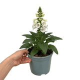 1 Large Plant - Digitalis Dalmatian White, Ready to Plant in Your Garden, 2L Pot - Frankton's