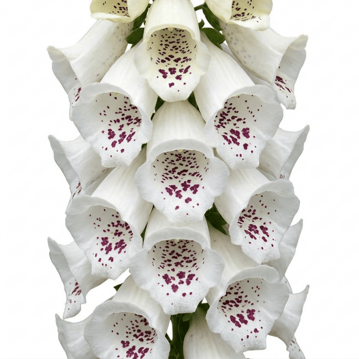 1 Large Plant - Digitalis Dalmatian White, Ready to Plant in Your Garden, 2L Pot - Frankton's